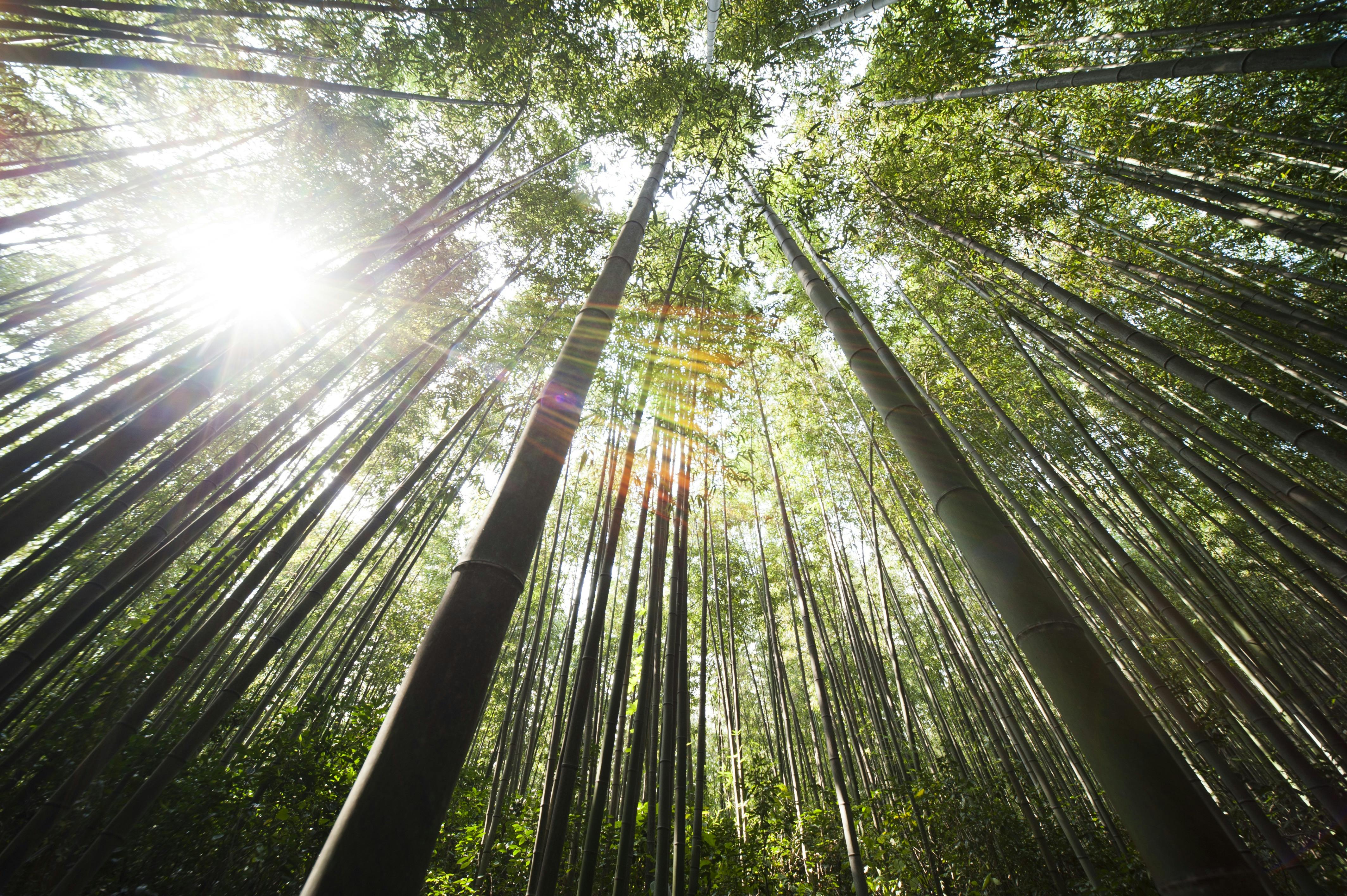 Een bamboe tafelblad: duurzaam, stijlvol en stevig 